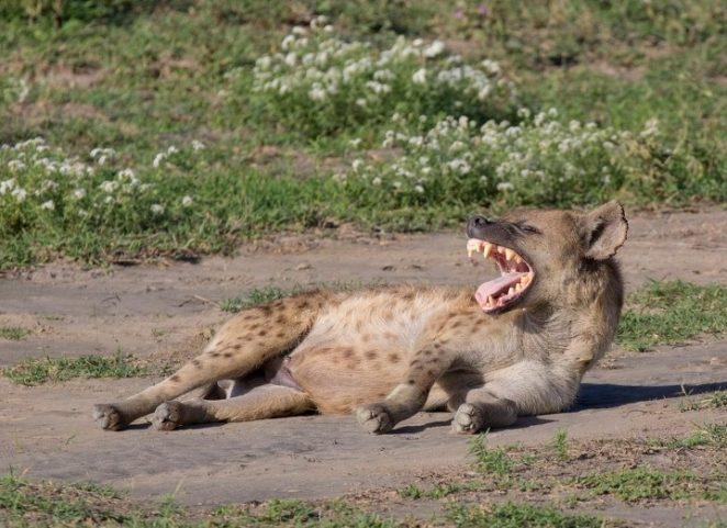 15 неприятных фактов из животного мира. Некоторые существа очень страшны