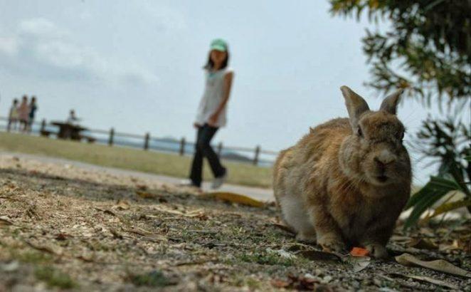 Окуносима - кроличий остров  в Японии