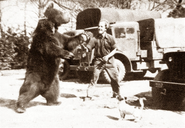 Медведь Войтек - капрал в армии генерала Андерса
