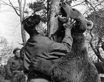 Медведь Войтек - капрал в армии генерала Андерса