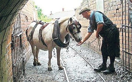 Пит Пони: Лошади в угольных шахтах