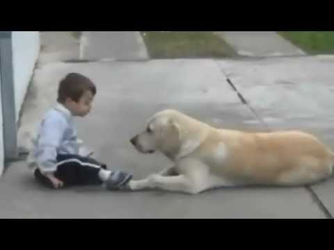 Солнечный ребёнок, собака и волшебная связь между ними
