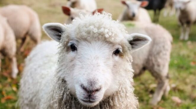 В крупнейшем аэропорту Бельгии косят траву ... овцы. Экология на высоте.
