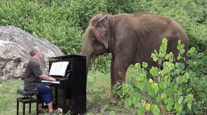 Замечательная музыкальная терапия для больных слонов в Таиланде