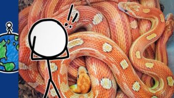 Почему мы так сильно боимся змей?