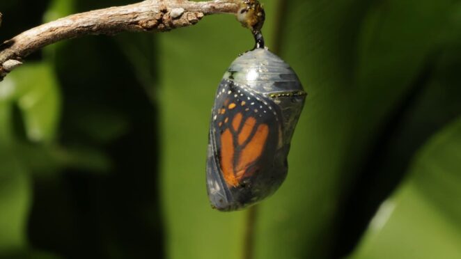 Рождение бабочки Монарх из кокона. В замедленной съемке.