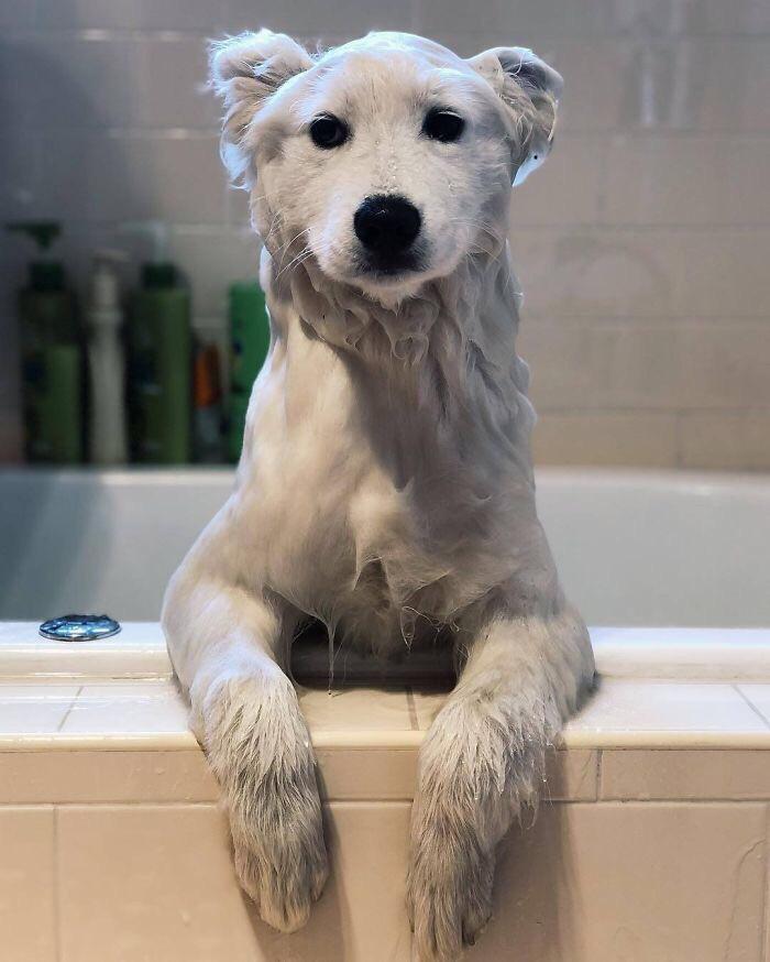 Нет, это всего лишь моя собака после ванны
