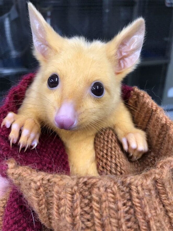 Настоящий Пикачу: В австралийской ветеринарной клинике спасли золотого опоссума