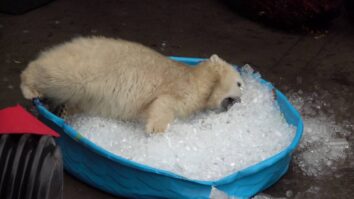Белый медведь залез в детский бассейн