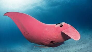 Гигантский розовый морской дьявол или скат-манта замечен в в Австралии