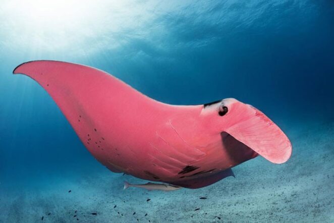 Гигантский розовый морской дьявол или скат-манта замечен в в Австралии