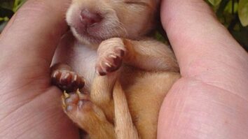 14 фотографий щенков, которые наполнят ваше сердце любовью быстрее, чем вы сможете сказать «мимими»