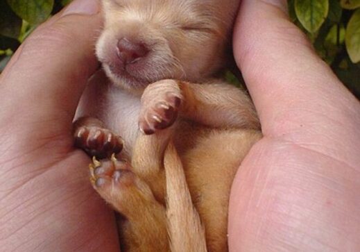 Как выглядят щенки чихуахуа новорожденные фото
