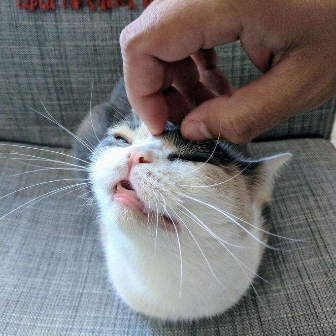 Милые маленькие зубки котиков - как ими не восхищаться?